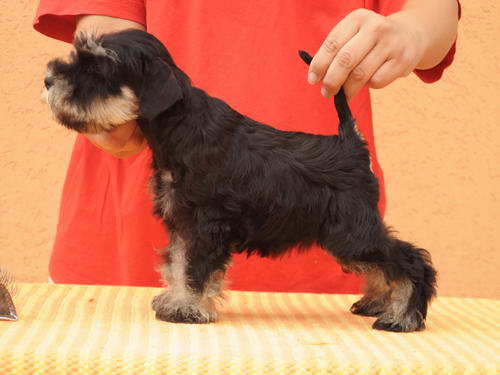 miniature schnauzer patuljasti snaucer
