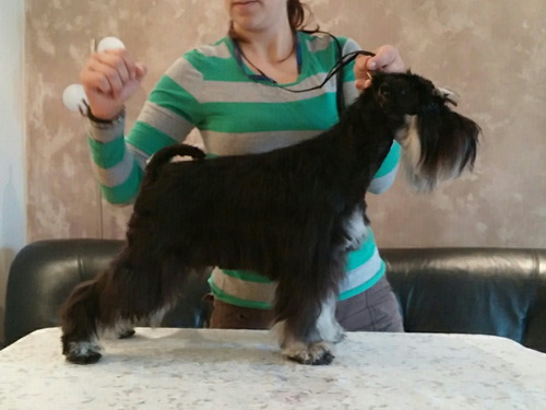 miniature schnauzer patuljasti snaucer