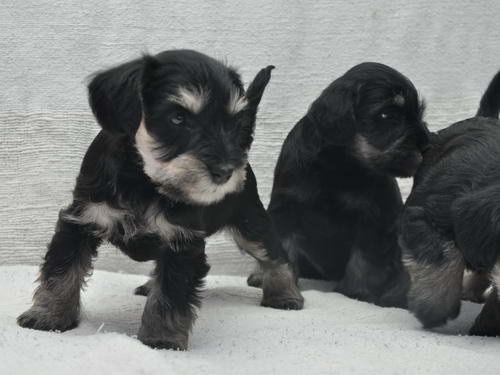 miniature schnauzer patuljasti snaucer