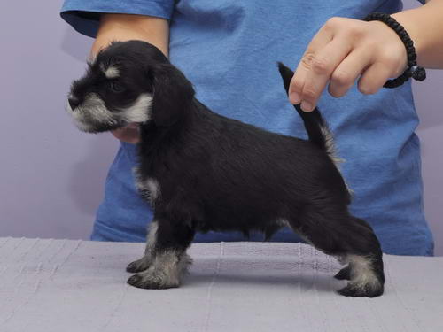 miniature schnauzer patuljasti snaucer
