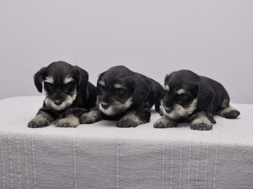 miniature schnauzer patuljasti snaucer
