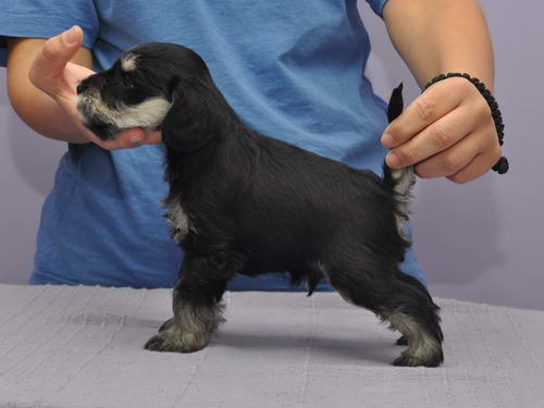 miniature schnauzer patuljasti snaucer