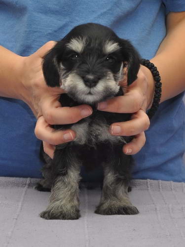 miniature schnauzer patuljasti snaucer
