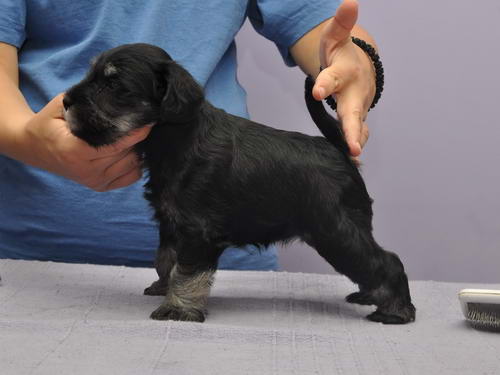 miniature schnauzer patuljasti snaucer
