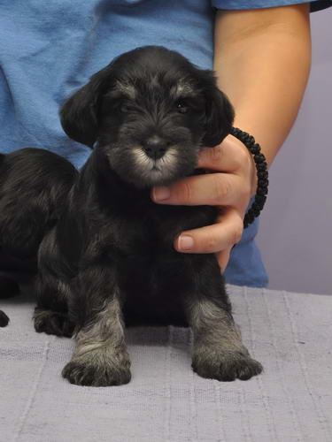 miniature schnauzer patuljasti snaucer