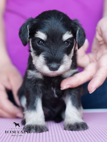 miniature schnauzer patuljasti snaucer