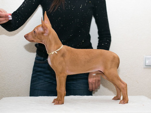 Reedly Road Ulia Pharaoh Hound