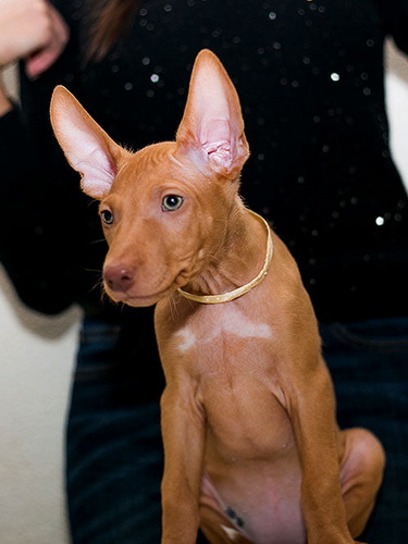 Reedly Road Ulia Pharaoh Hound