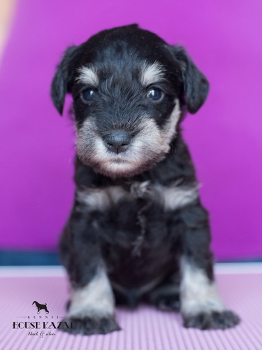 miniature schnauzer patuljasti snaucer