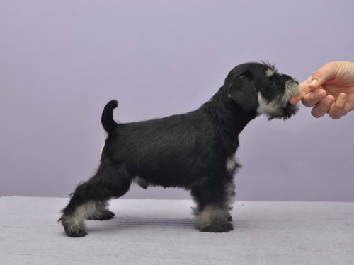 miniature schnauzer patuljasti snaucer