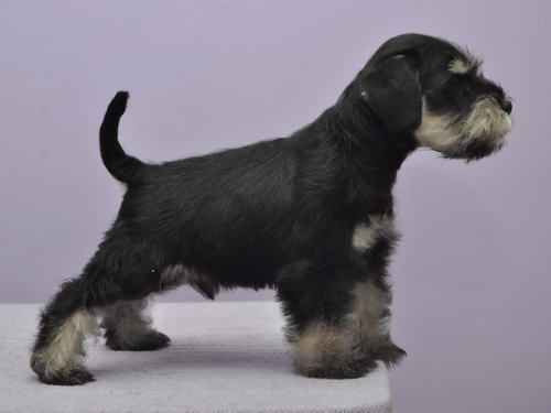 miniature schnauzer patuljasti snaucer