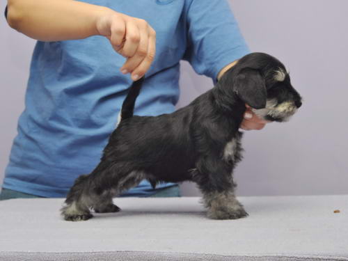 miniature schnauzer patuljasti snaucer