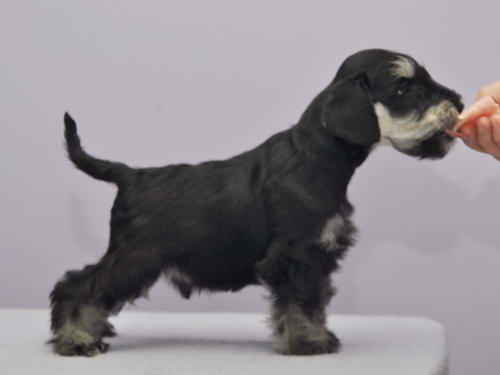 miniature schnauzer patuljasti snaucer