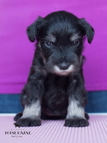 miniature schnauzer patuljasti snaucer