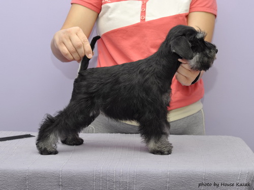 miniature schnauzer patuljasti snaucer