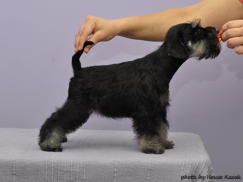 miniature schnauzer patuljasti snaucer