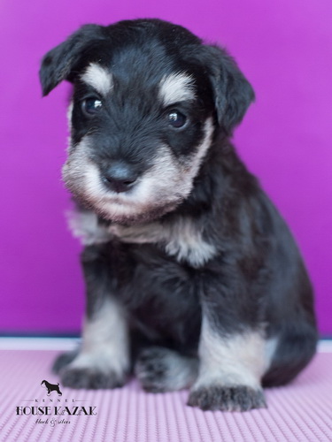 miniature schnauzer patuljasti snaucer
