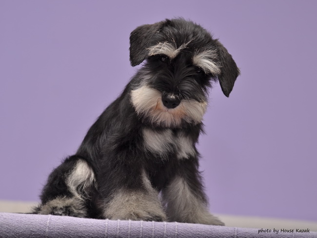 miniature schnauzer patuljasti snaucer