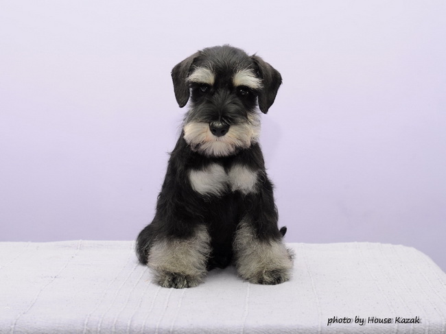 miniature schnauzer patuljasti snaucer