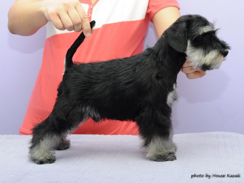 miniature schnauzer patuljasti snaucer