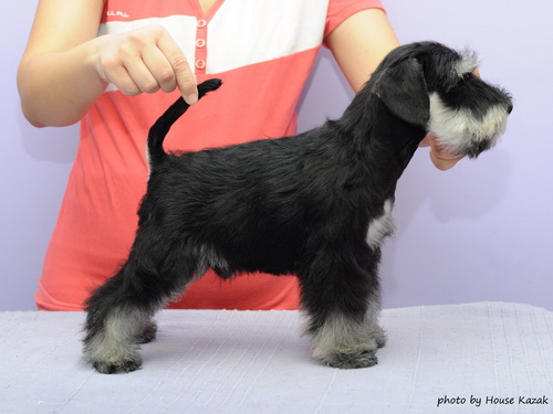 miniature schnauzer patuljasti snaucer