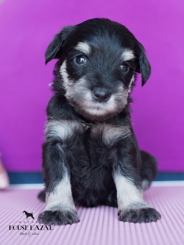 miniature schnauzer patuljasti snaucer