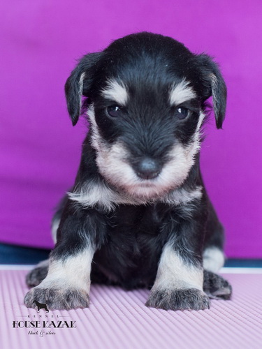 miniature schnauzer patuljasti snaucer