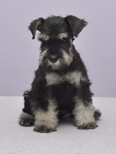 miniature schnauzer patuljasti snaucer