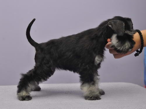 miniature schnauzer patuljasti snaucer
