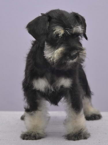 miniature schnauzer patuljasti snaucer