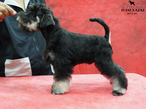 miniature schnauzer patuljasti snaucer