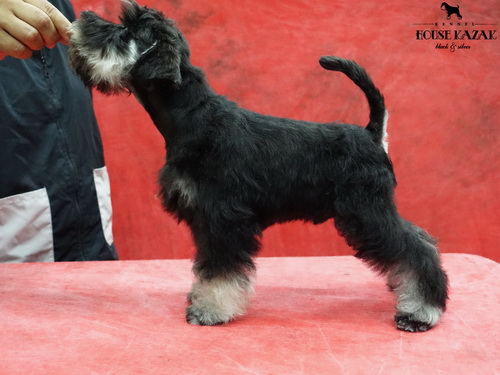 miniature schnauzer patuljasti snaucer