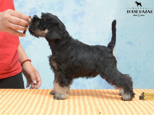 miniature schnauzer patuljasti snaucer