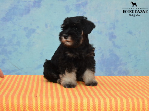 miniature schnauzer patuljasti snaucer