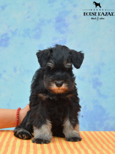 miniature schnauzer patuljasti snaucer