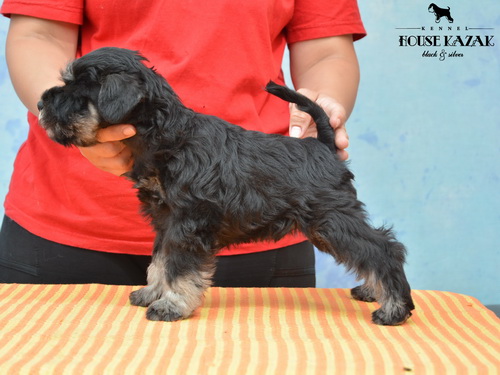 miniature schnauzer patuljasti snaucer