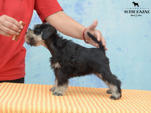 miniature schnauzer patuljasti snaucer