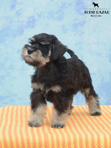 miniature schnauzer patuljasti snaucer