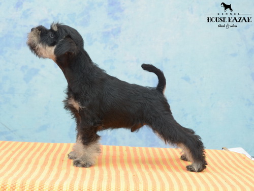 miniature schnauzer patuljasti snaucer