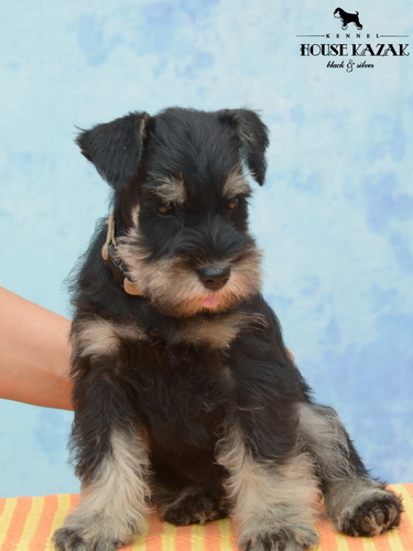 miniature schnauzer patuljasti snaucer