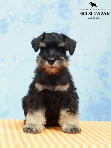 miniature schnauzer patuljasti snaucer