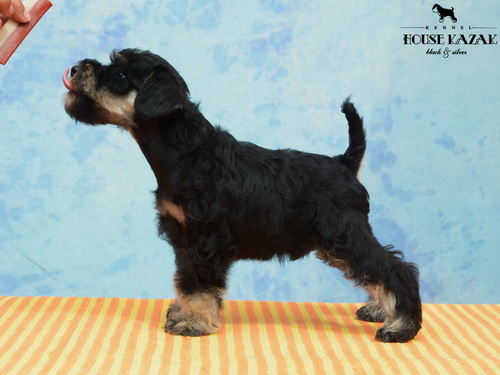 miniature schnauzer patuljasti snaucer