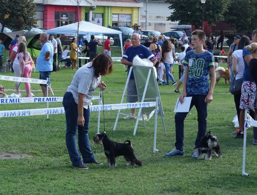Heaven and Hell Helloween ''Vera'' ( Repetition's Ultimatum & How Many Tears Helloween ) - her first show - VP1, Best of Breed Puppy , PUPPY BEST IN SHOW
