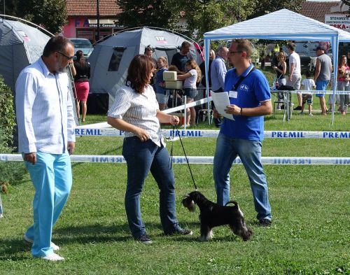 Heaven and Hell Helloween ''Vera'' ( Repetition's Ultimatum & How Many Tears Helloween ) - her first show - VP1, Best of Breed Puppy , PUPPY BEST IN SHOW