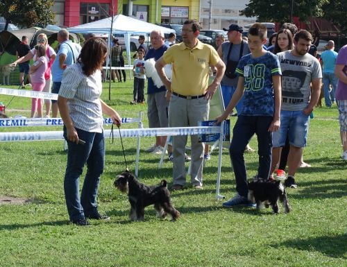 Heaven and Hell Helloween ''Vera'' ( Repetition's Ultimatum & How Many Tears Helloween ) - her first show - VP1, Best of Breed Puppy , PUPPY BEST IN SHOW