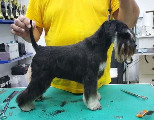 Heaven and Hell Helloween ''Vera'' ( Repetition's Ultimatum & How Many Tears Helloween ) - her first show - VP1, Best of Breed Puppy , PUPPY BEST IN SHOW