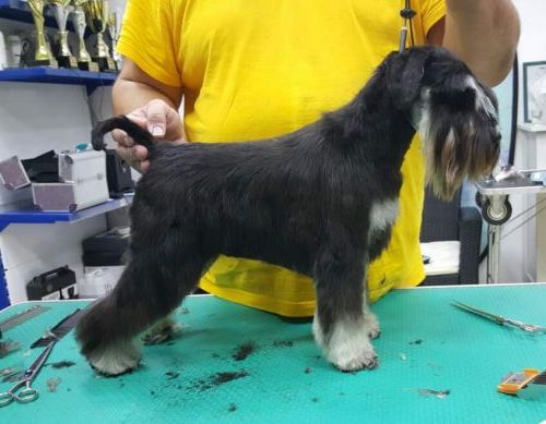 Heaven and Hell Helloween ''Vera'' ( Repetition's Ultimatum & How Many Tears Helloween ) - her first show - VP1, Best of Breed Puppy , PUPPY BEST IN SHOW