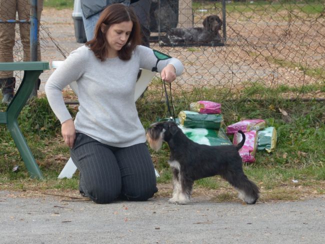 Heaven and Hell Helloween ''Vera'' - puppy class 6-9 months - Very Promising 1 , Puppy BOB , Puppy Club Winner 2016