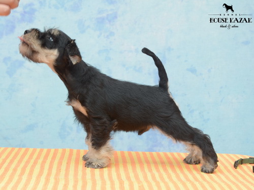 miniature schnauzer patuljasti snaucer