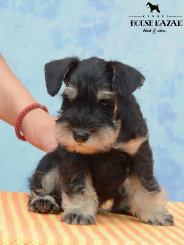 miniature schnauzer patuljasti snaucer